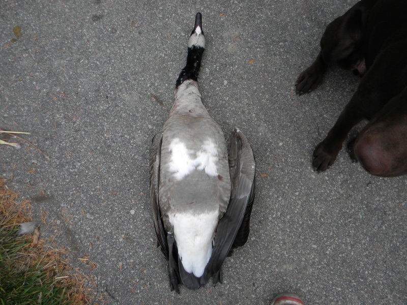 Quill Lake Goose Question? Refuge Forums