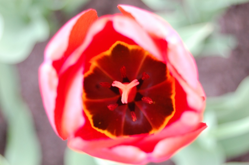 tulip-12.jpg