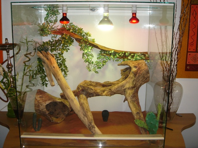 terrarium pogona nouvelle disposition