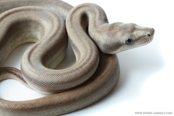 Boa constrictor longicauda New Mutation from Atomic Animals - Reptile