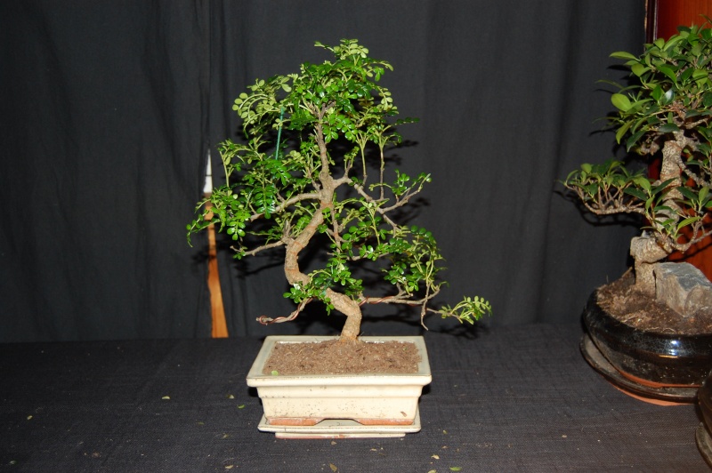 elephant tree bonsai