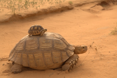 tortue-dafrique