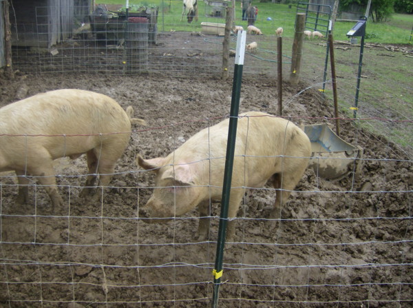 Pig Fence