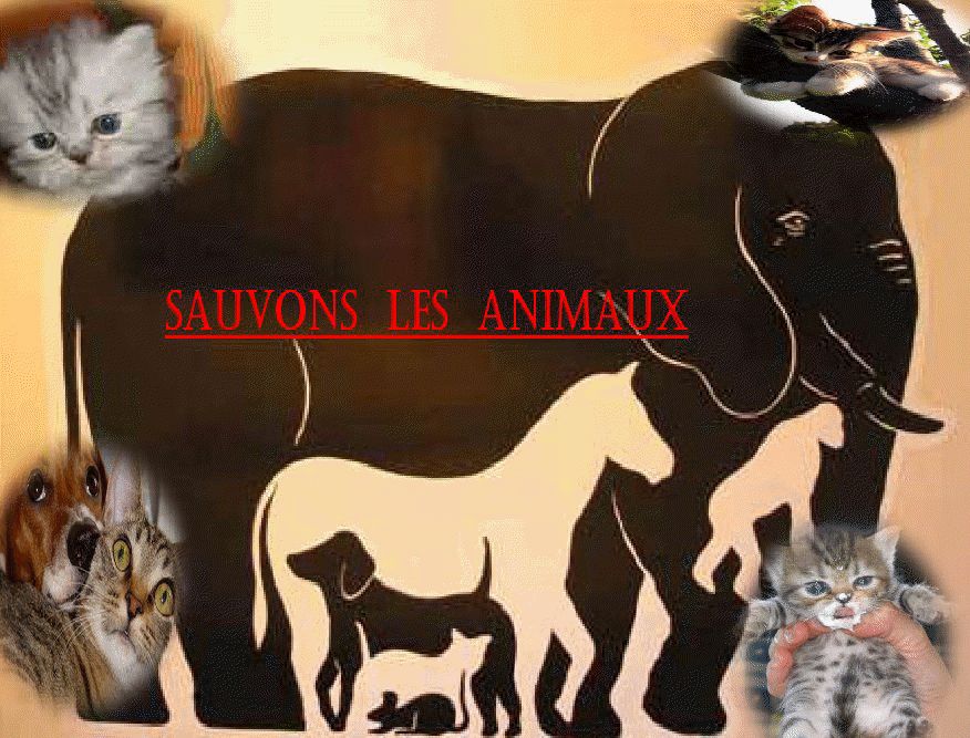 sauvons les animaux