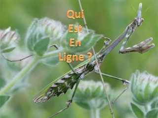 Qui est en ligne ?