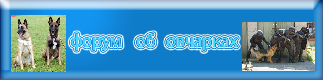 форум об овчарках