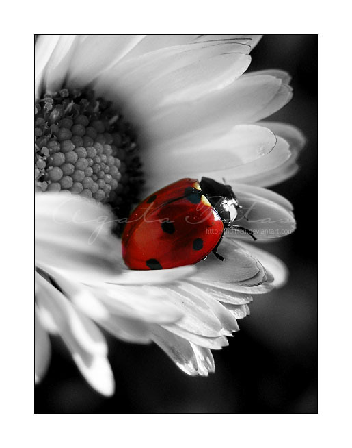 ladybu10.jpg