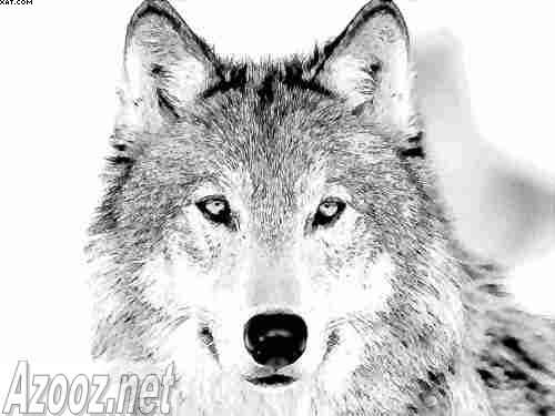 wolf-s10.jpg