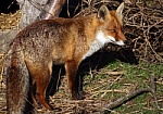 fox_si10.jpg