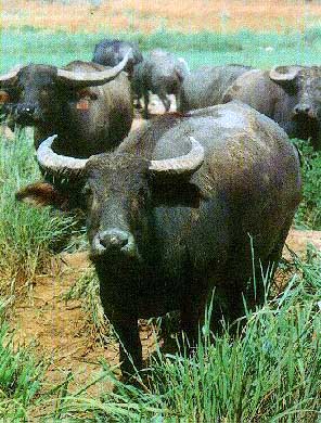 buffal10.jpg